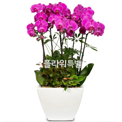 레드탑2