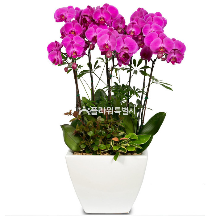 상세이미지