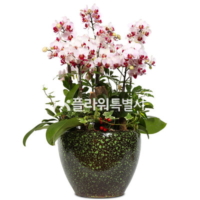 리틀잼(사기분)1