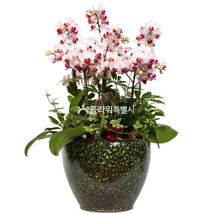 상세이미지