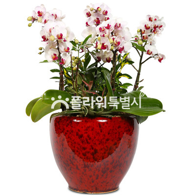 리틀잼(사기분)2
