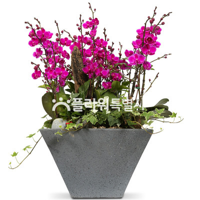 만천홍(사각분)1