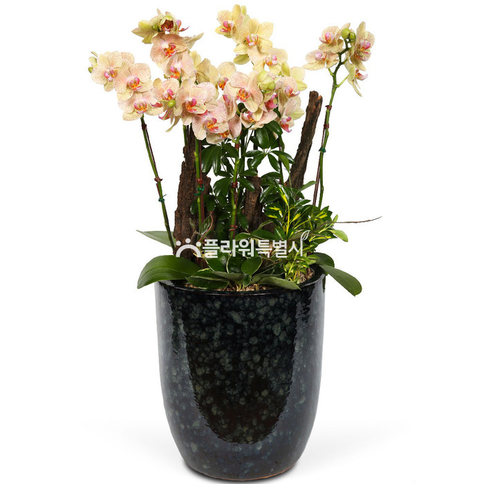 상세이미지