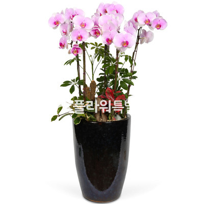 발렌티노(높은사기분)