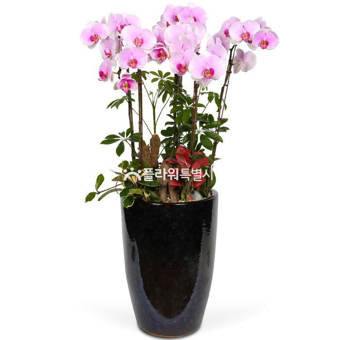 상세이미지