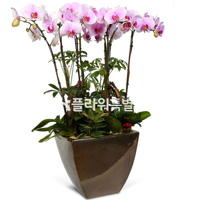 발렌티노(사각분)2
