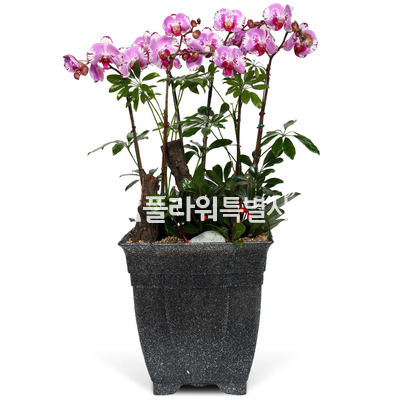 호접란f6033