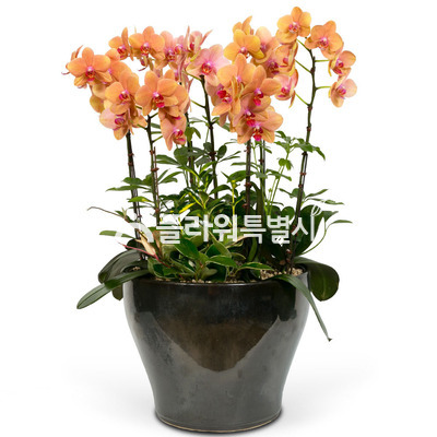 호접란(오렌지)3