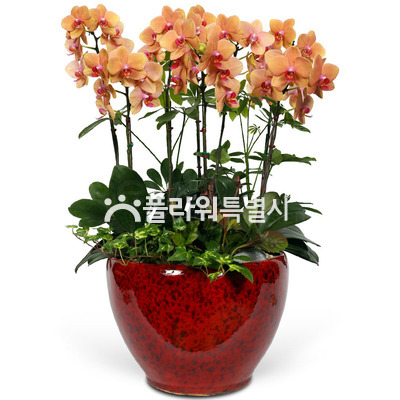 호접란(오렌지)4