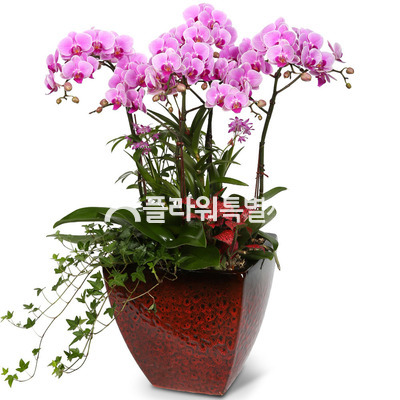 발렌티노(사각분)3