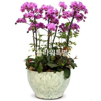 호접란(원형)