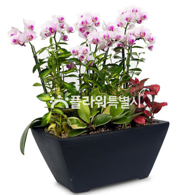 허니(사각분)