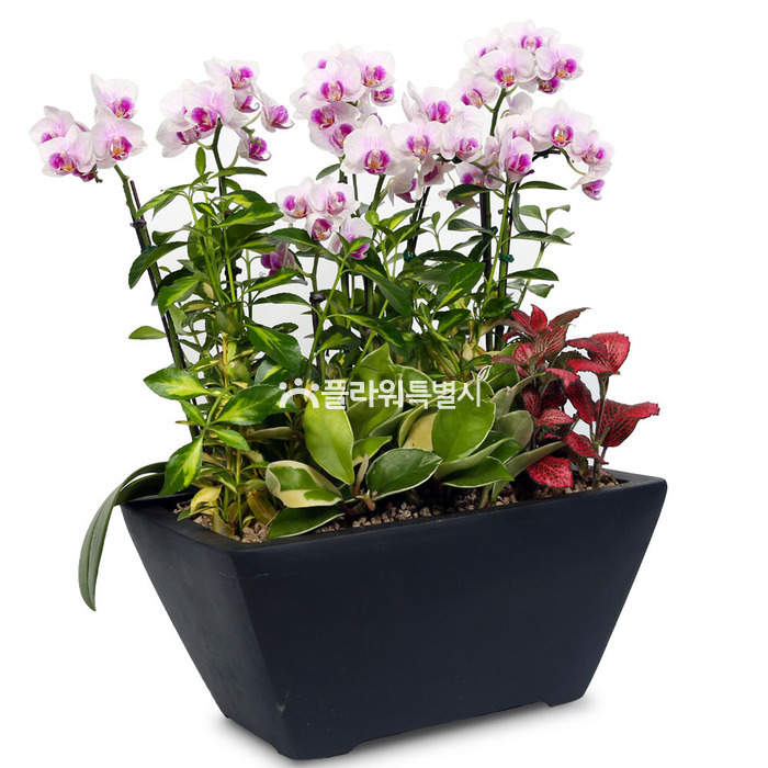 상세이미지
