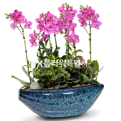호접란(사기분)