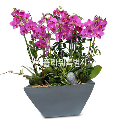 호접란(시멘트분)