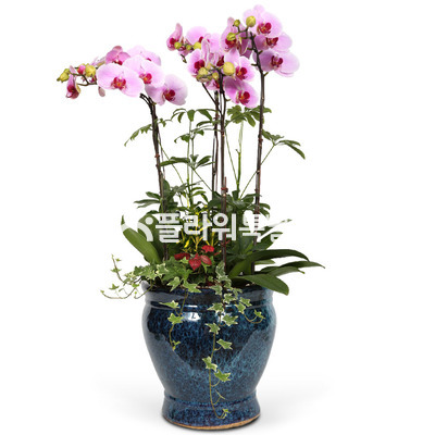 발렌티노(사기분)