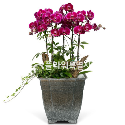 레드탑3