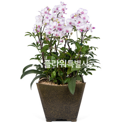 허니