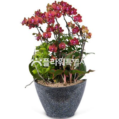 미니오렌지