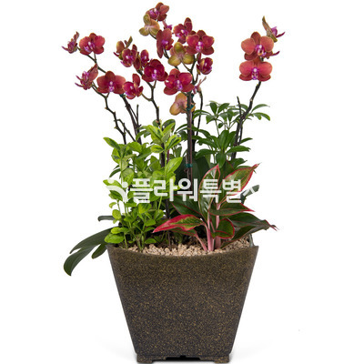 미니오렌지높은분