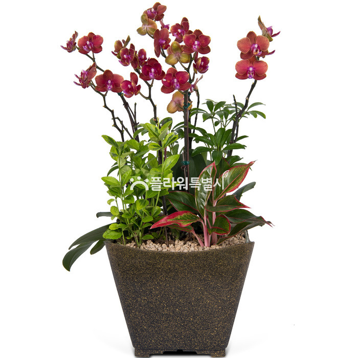 상세이미지