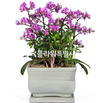 미니호접3