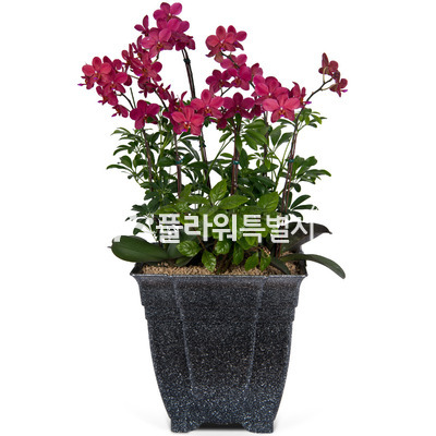 진분홍호접란