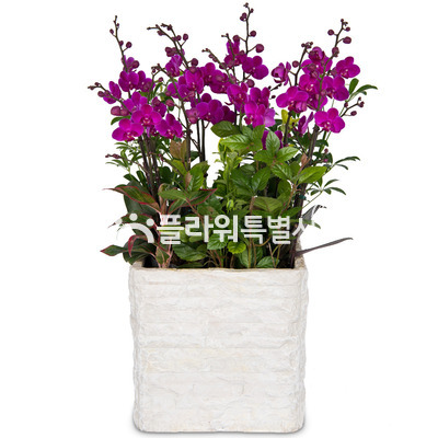 만천홍(사각분)2