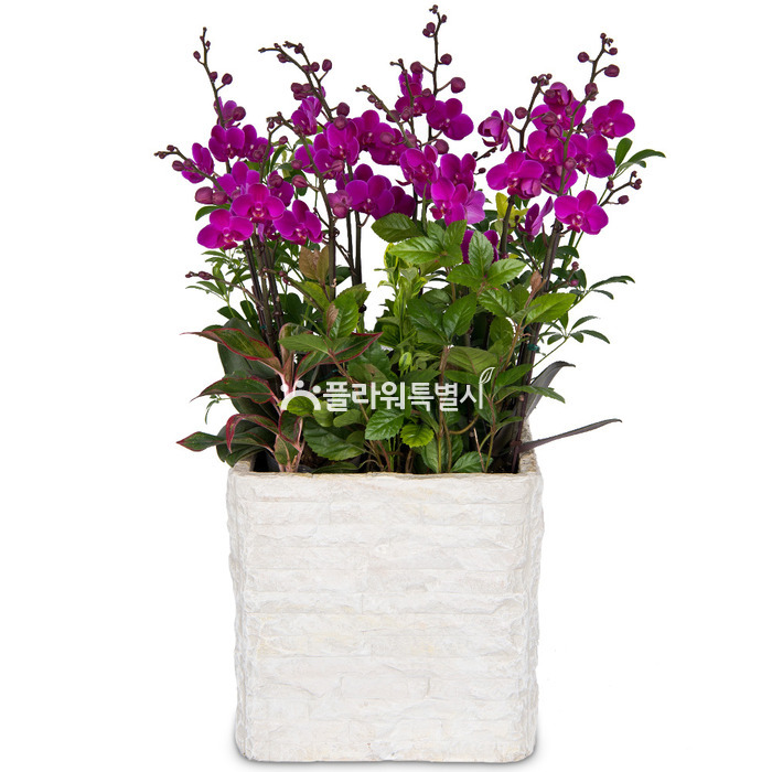 상세이미지