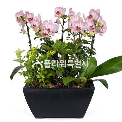 달링사각분