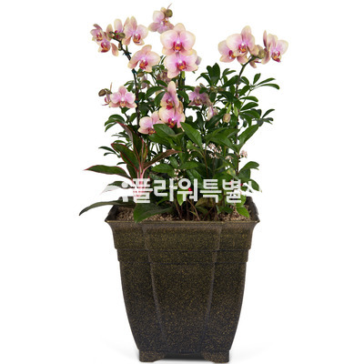 웨딩높은분