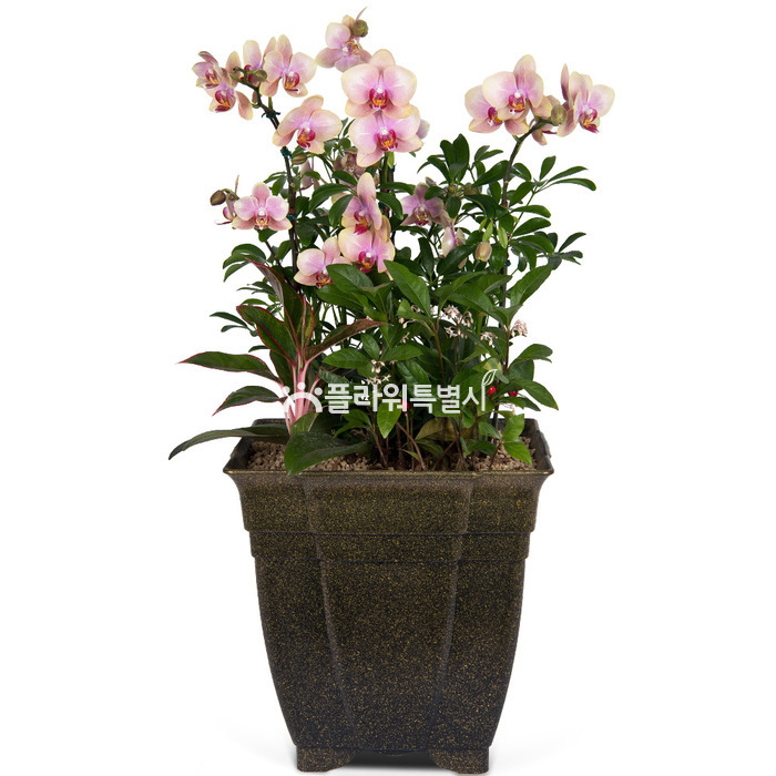 상세이미지