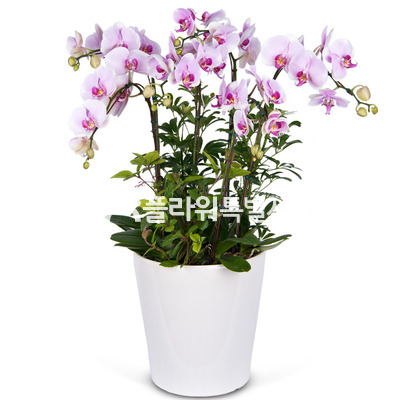 허니(사각분)2
