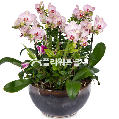 달링낮은분