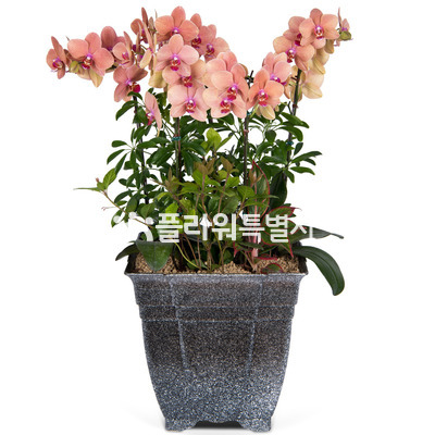 호접란(오렌지)6