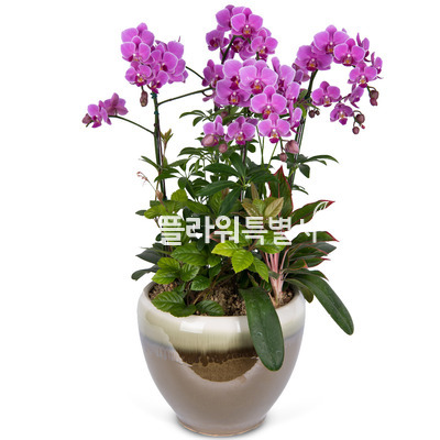 미니호접4
