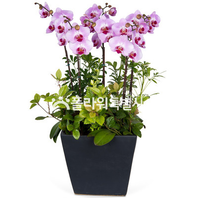 발렌티노(사각분)4
