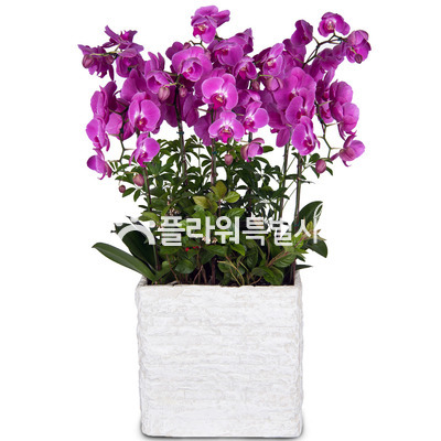 럭키(사각분)