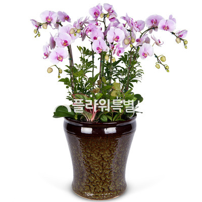 허니(사기분)1