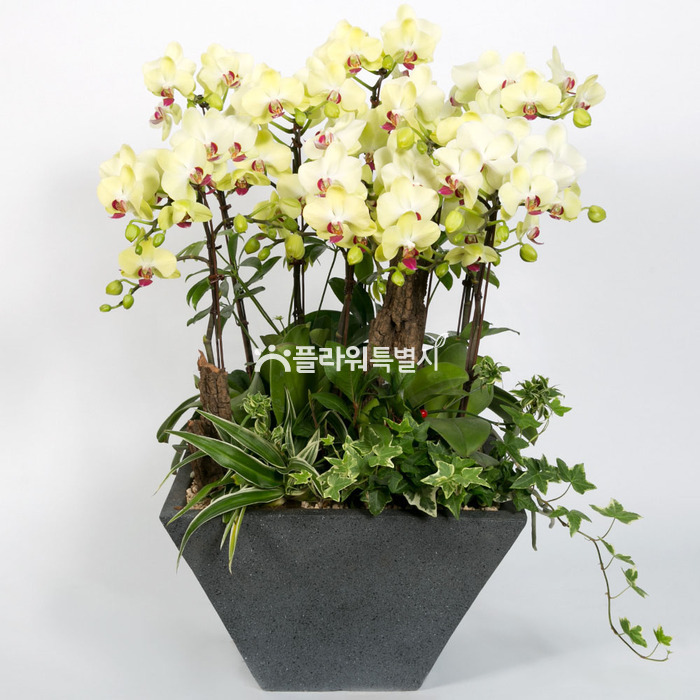 상세이미지