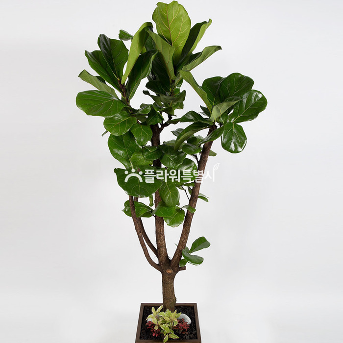 상세이미지