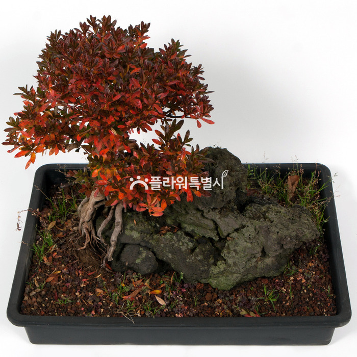 상세이미지