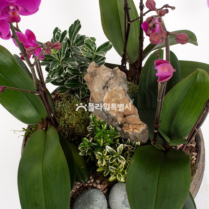상세이미지