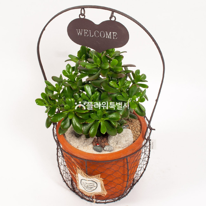 상세이미지