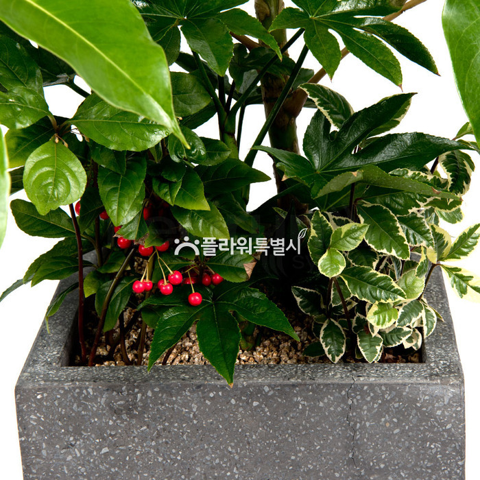 상세이미지