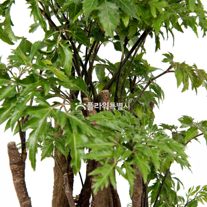 상세이미지