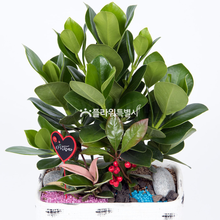 상세이미지