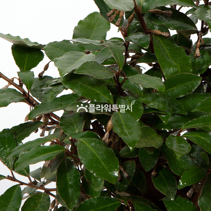 상세이미지