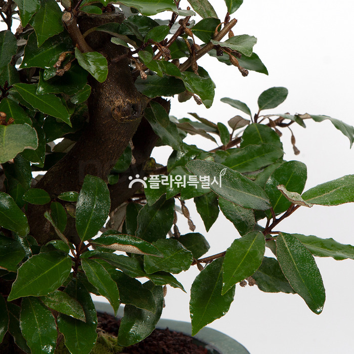 상세이미지