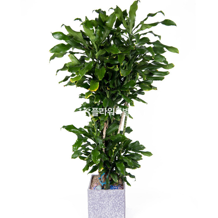 상세이미지